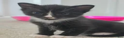 Domestic Shorthair cats for sale: 3 Kittens available  in Worthing - Advert 7