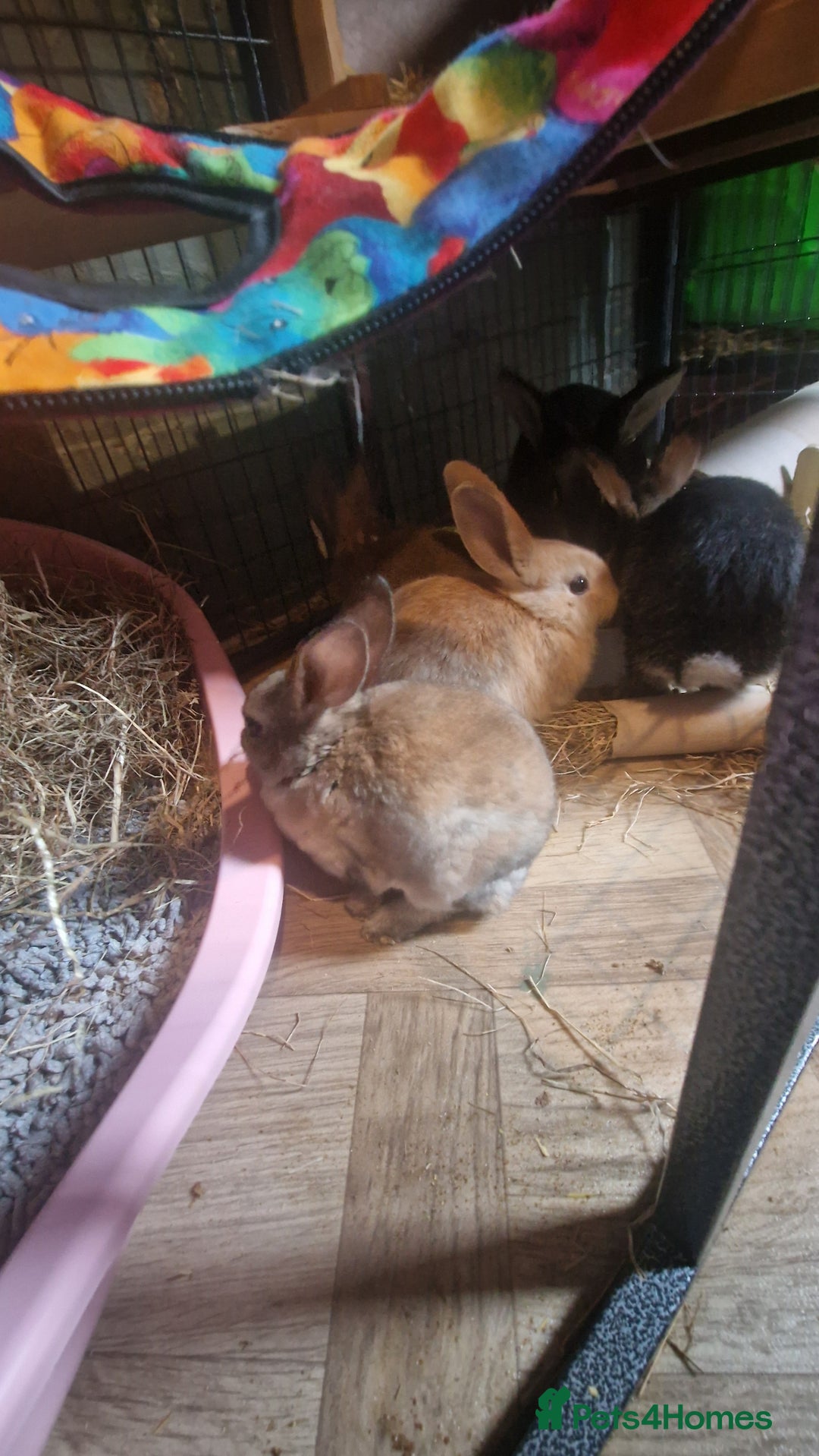 Rex rabbits for sale: Mini rex ready to leave now!! - Image 18