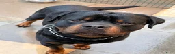 Rottweiler dogs for sale: KC REGISTERED HEALTH TESTED  - Advert 5