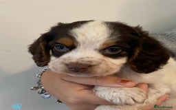 Cocker Spaniel dogs for sale: Working Cocker spaniel puppies  - Image 2