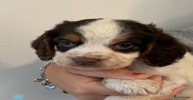 Cocker Spaniel dogs - Advert 7