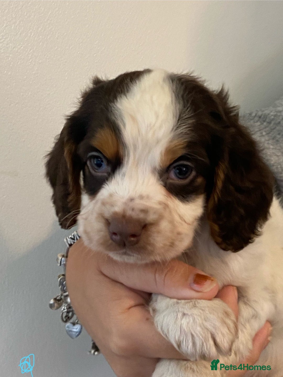 Cocker Spaniel dogs for sale: Working Cocker spaniel puppies  - Image 2