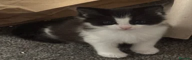 Siberian 1