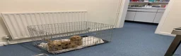 Cockapoo dogs for sale: Beautiful Cockapoo F1 puppies  - Advert 19