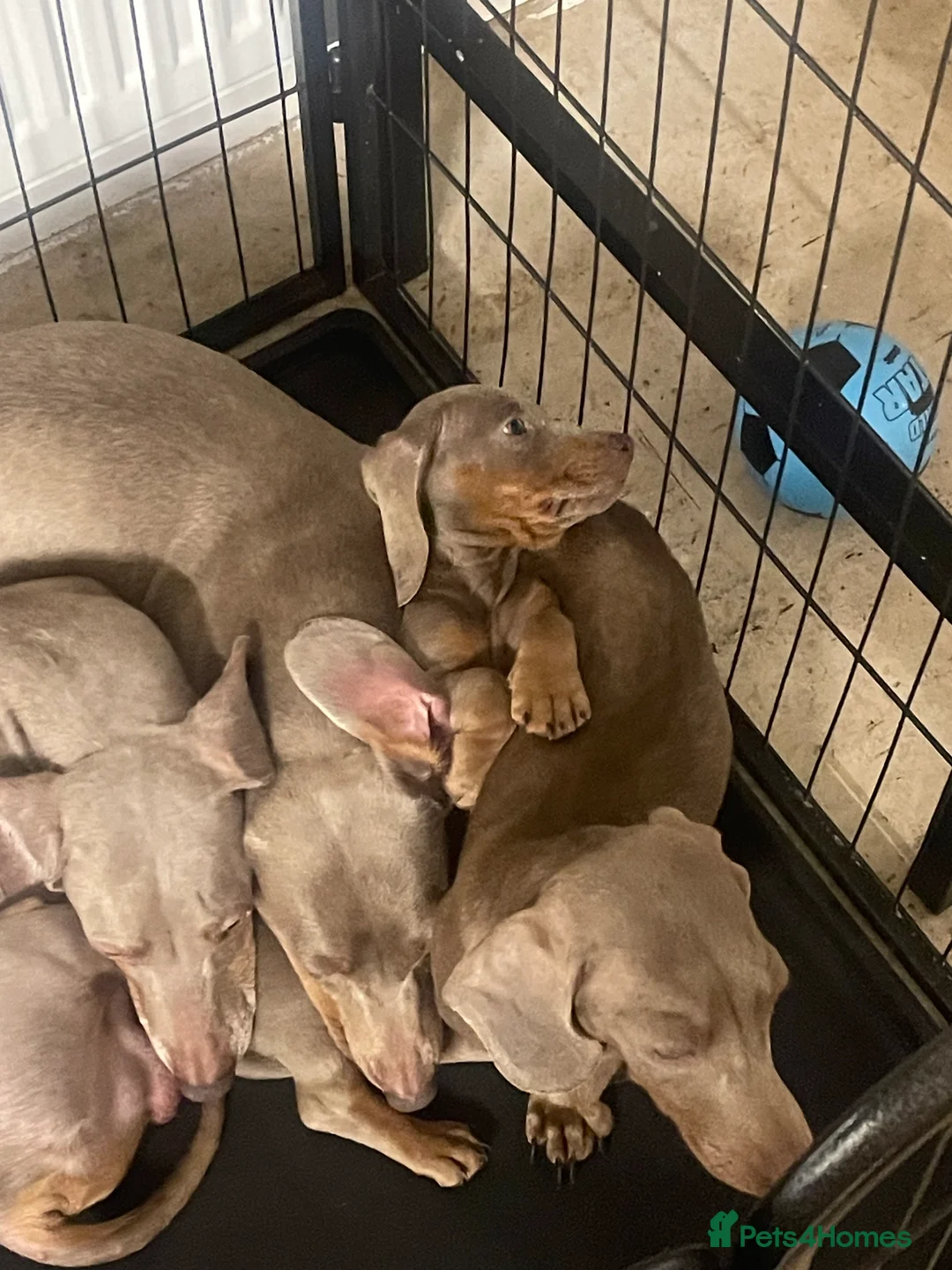 Dachshund dogs for sale: Dachshund Isabella and tan - Advert 4