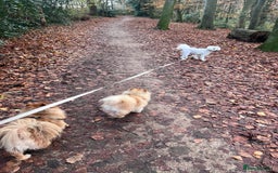 Tibetan Terrier dogs for adoption: Sweet Sophie Needs Love  in Salisbury - Image 7