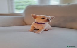 Chihuahua dogs for sale: Chihuahua puppies for sale - Image 6