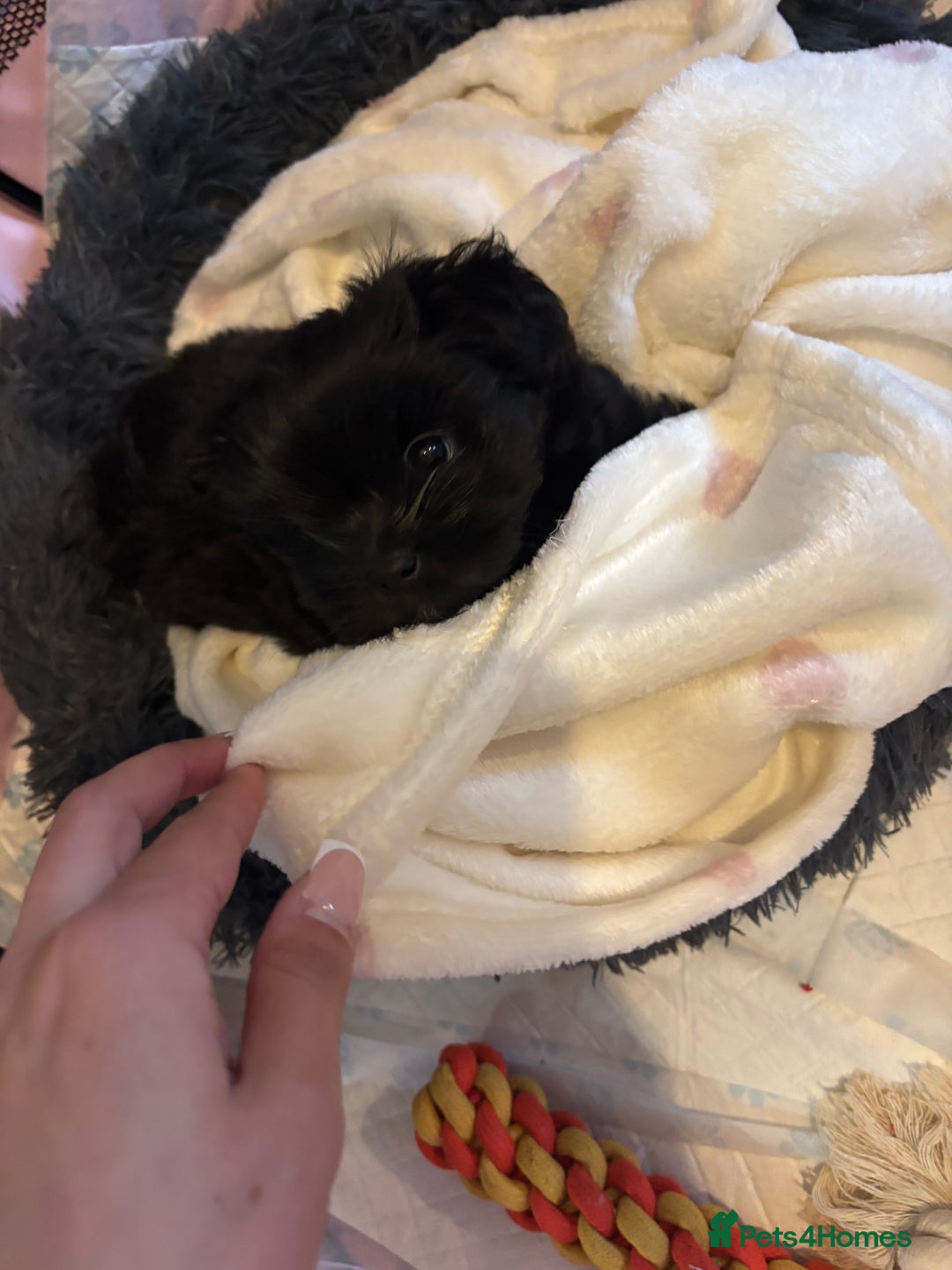 Shih Tzu dogs for sale: Bear 🐻  - Image 21