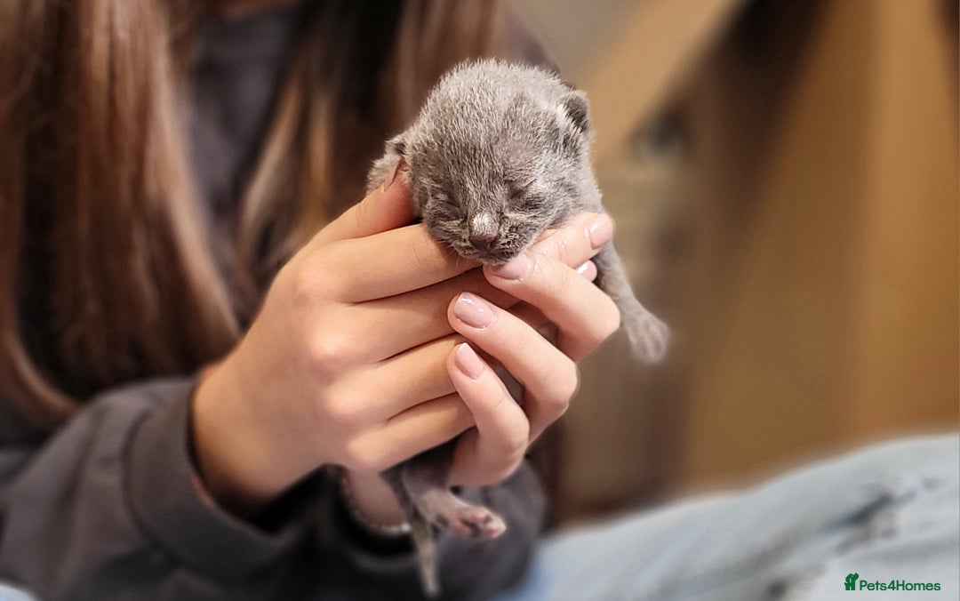 Russian Blue cats for sale: Pure Russian Blue kittens for sale  - Image 13