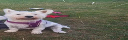 West Highland Terrier dogs for sale: Beautiful Westie girls - Advert 4