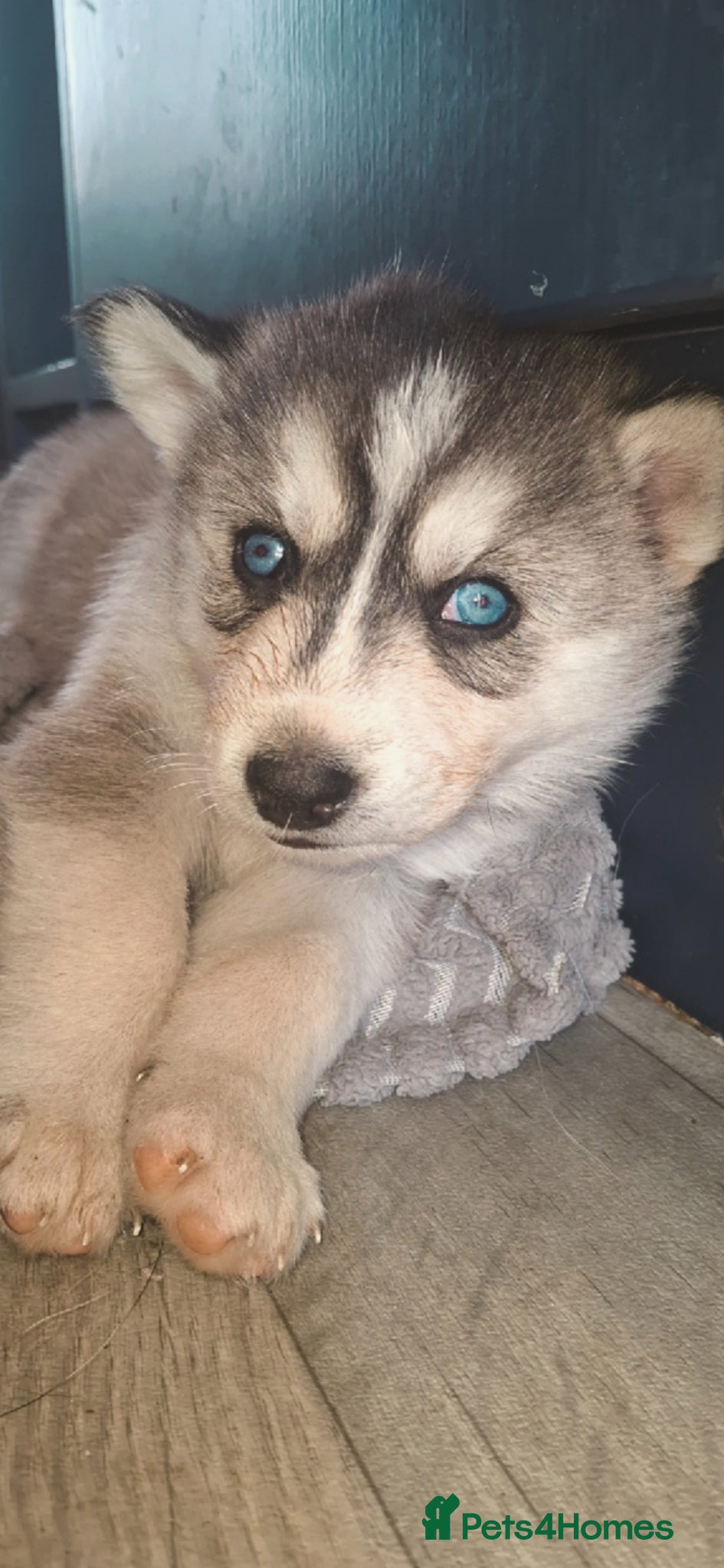 Pomsky dogs Beautiful f2b pomsky puppies  - Advert 7