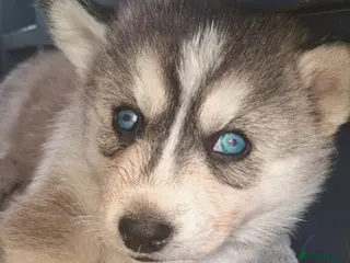 Pomsky dogs Beautiful f2b pomsky puppies - Advert 7