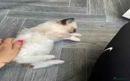 Ragdoll cats for sale: Amazing pure bred ragdolls  - Image 13