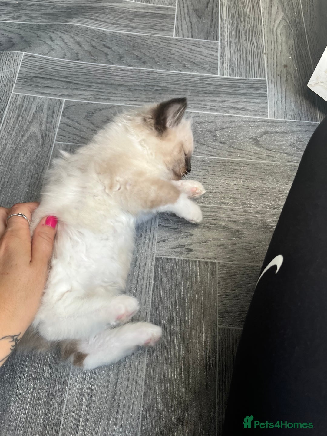 Ragdoll cats for sale: Amazing pure bred ragdolls  - Image 13