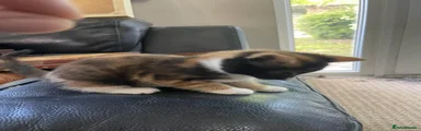 Calico