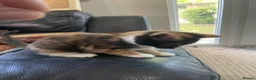 Mixed Breed cats for sale: Beautiful Kittens for Sale - Advert 34