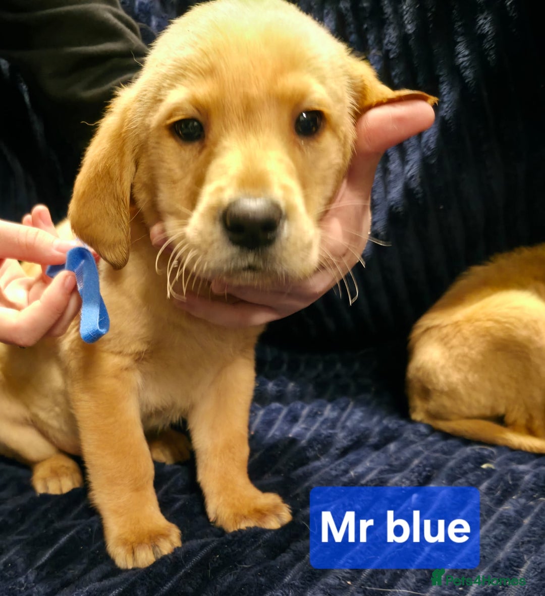 Labrador Retriever dogs for sale: Golden Labrador puppies  - Image 21