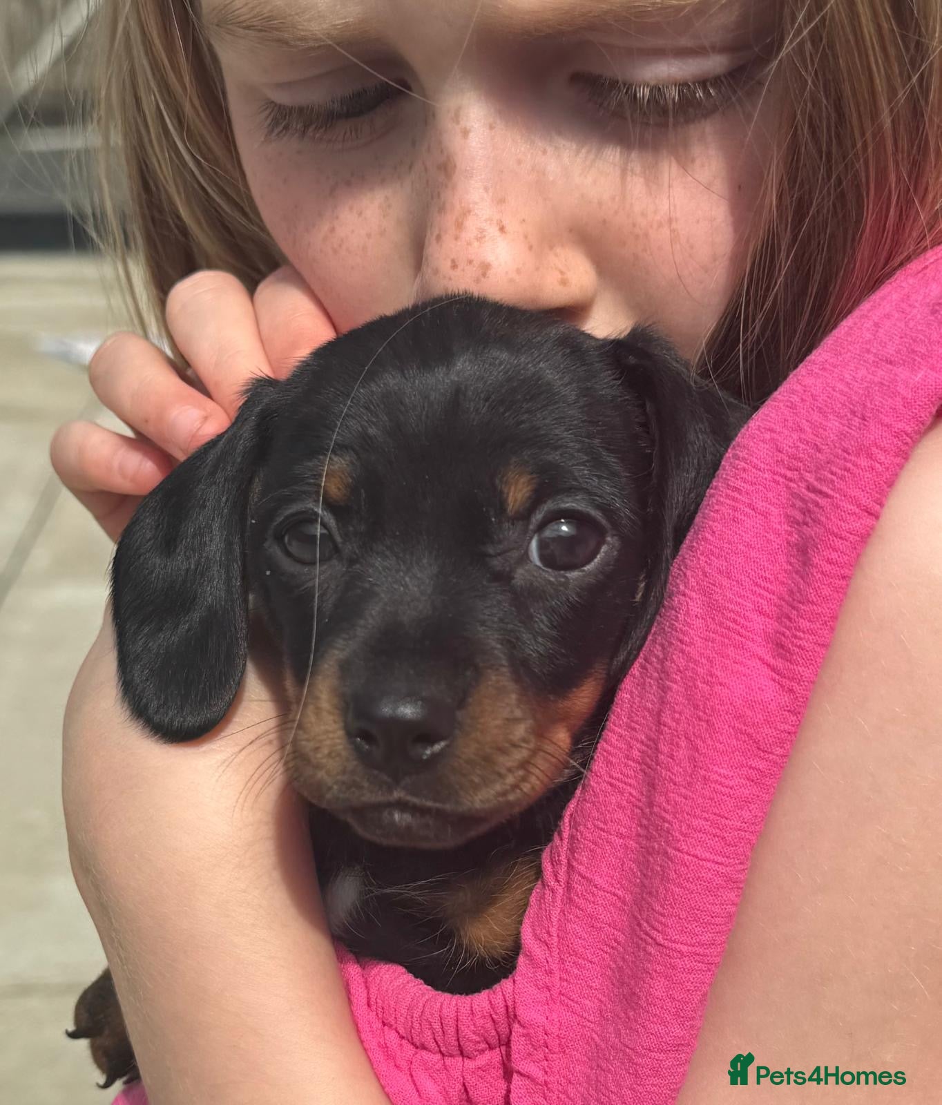 Miniature Dachshund dogs Miniature Dachshund puppies for sale *1 puppy left - Advert 2