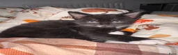 Mixed Breed cats for sale: 3x male tuxedo kittens for sale  - Advert 2