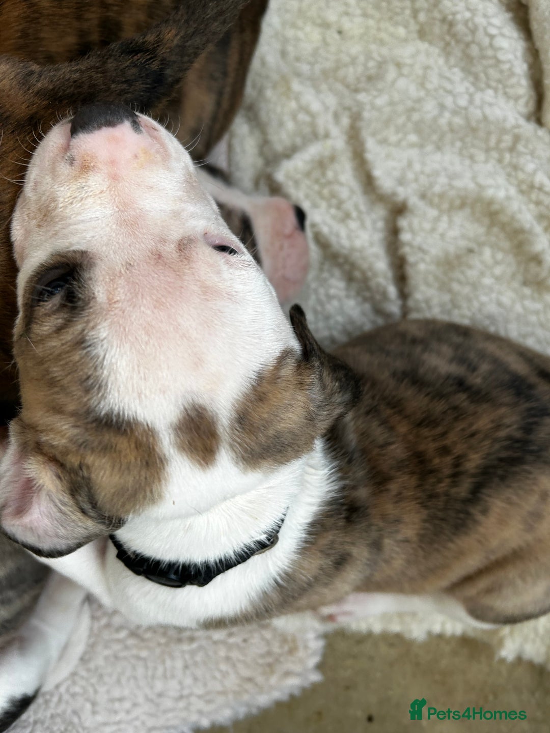 Mixed Breed dogs for sale: American Bulldog Puppies – Child & Cat Friendly - Advert 11