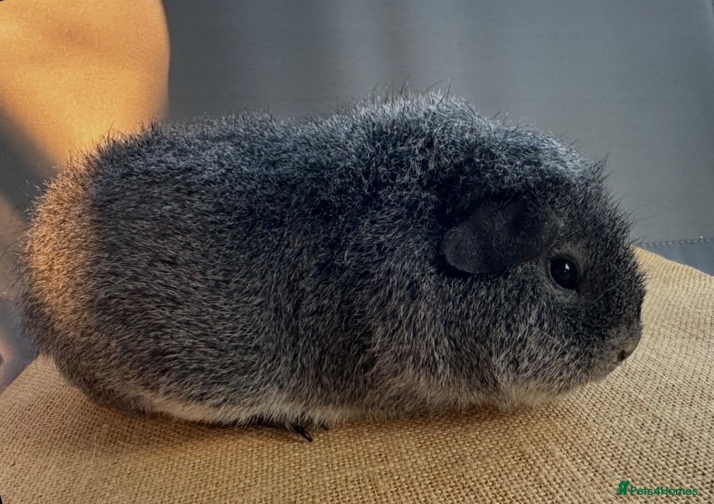 Guinea Pig rodents Rex Boar - DoB: 07:12:25 - Advert 1