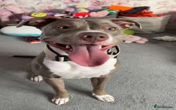 Mixed Breed dogs for sale: 1 year old female Staff  ** tiff  - Image 4