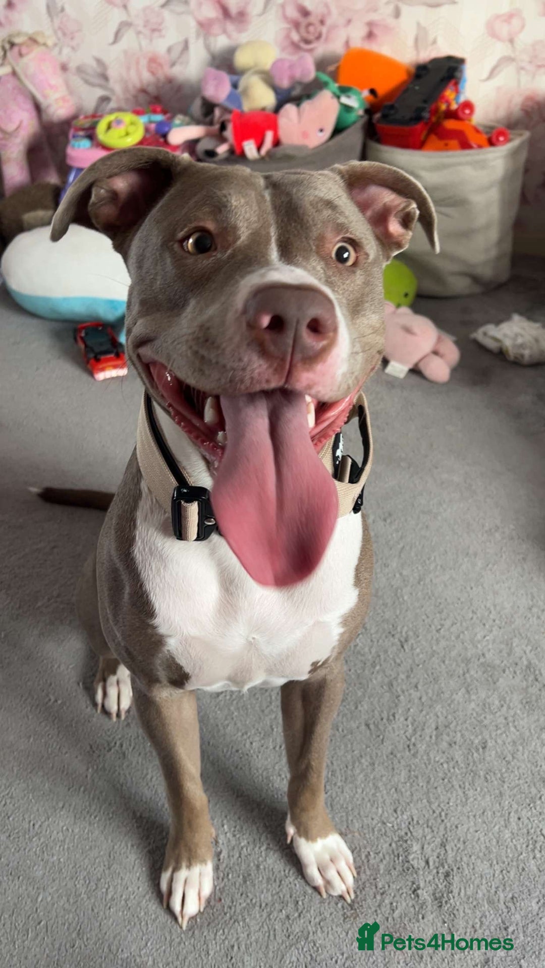 Mixed Breed dogs for sale: 1 year old female Staff  ** tiff  - Image 4