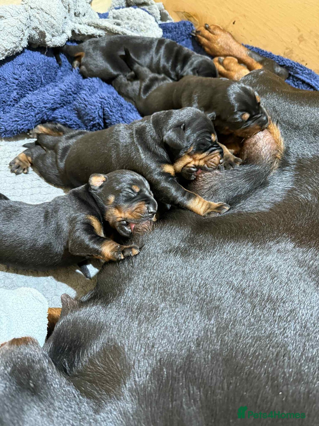 Dobermann dogs for sale: EUROPEAN DOBERMAN PUPPIES in Walsall - Image 5