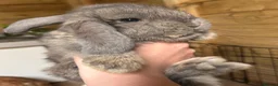 French Lop rabbits for sale: Amazing quality French lop babies  - Advert 5