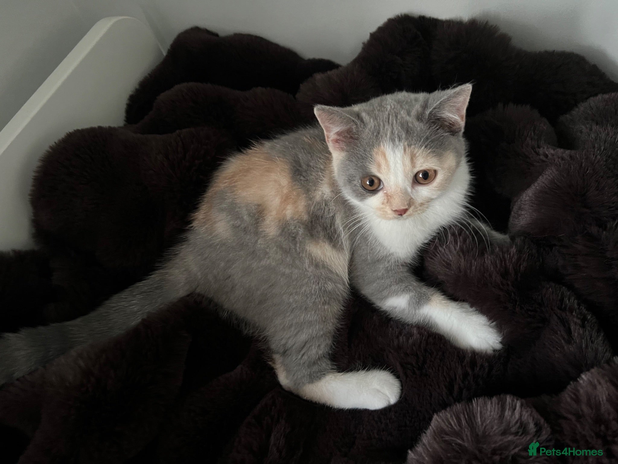 British Shorthair cats Registered Ready to go  British Shorthair  - Advert 8