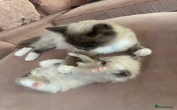 Ragdoll cats for sale: ragdoll kittens ready in 1 week  🩵💚💜 - Image 9
