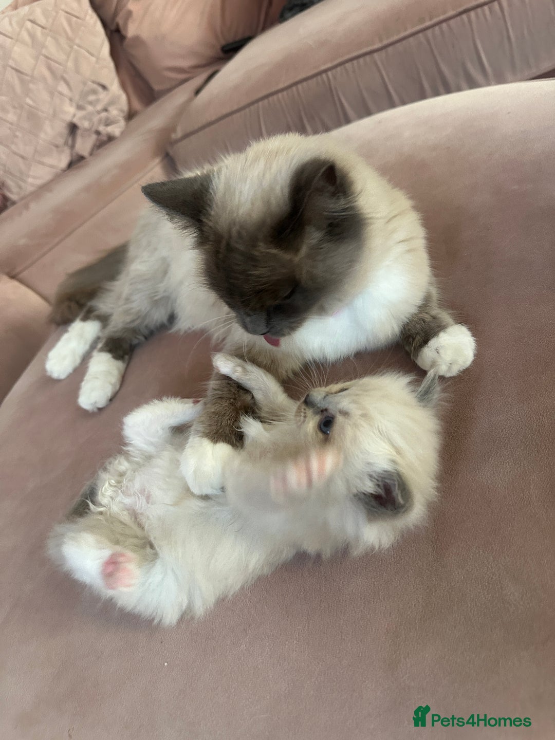 Ragdoll cats for sale: ragdoll kittens ready in 1 week  🩵💚💜 - Image 9