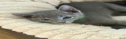 Russian Blue cats for sale: 🩵GCCF Registered Russian Blue kittens 🩵 - Advert 10