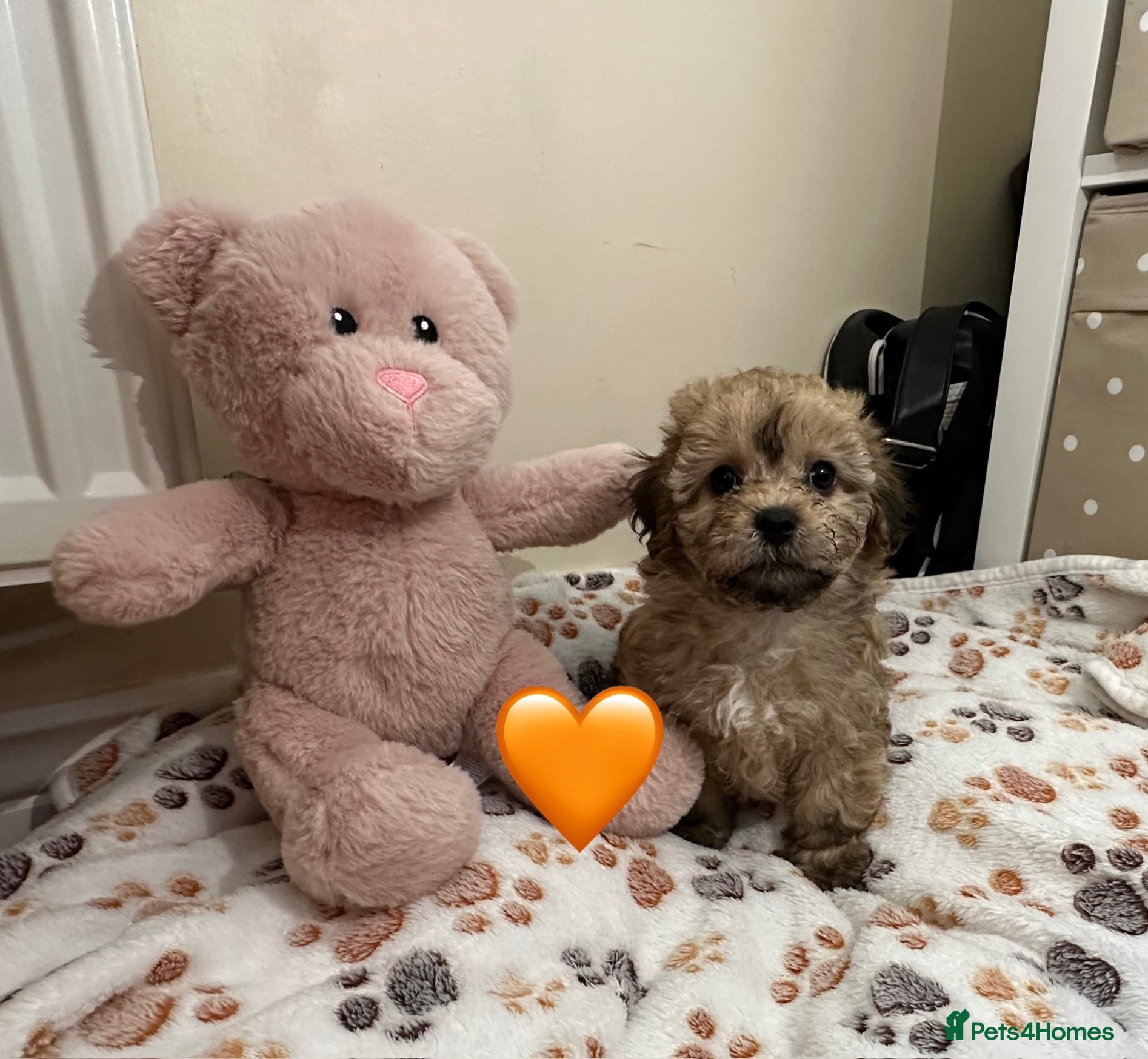 Mixed Breed dogs Ready 26/8/26 - Beautiful Shihpoochon Puppies - Advert 2