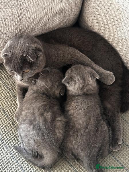 British Shorthair cats British Shorthair kittens for sale  - Advert 5