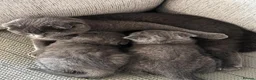 British Shorthair cats for sale: British Shorthair kittens for sale  in Glasgow - Advert 1