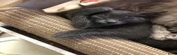 Russian Blue cats for sale: Russian blue/Norwegian forest mixed - Advert 33