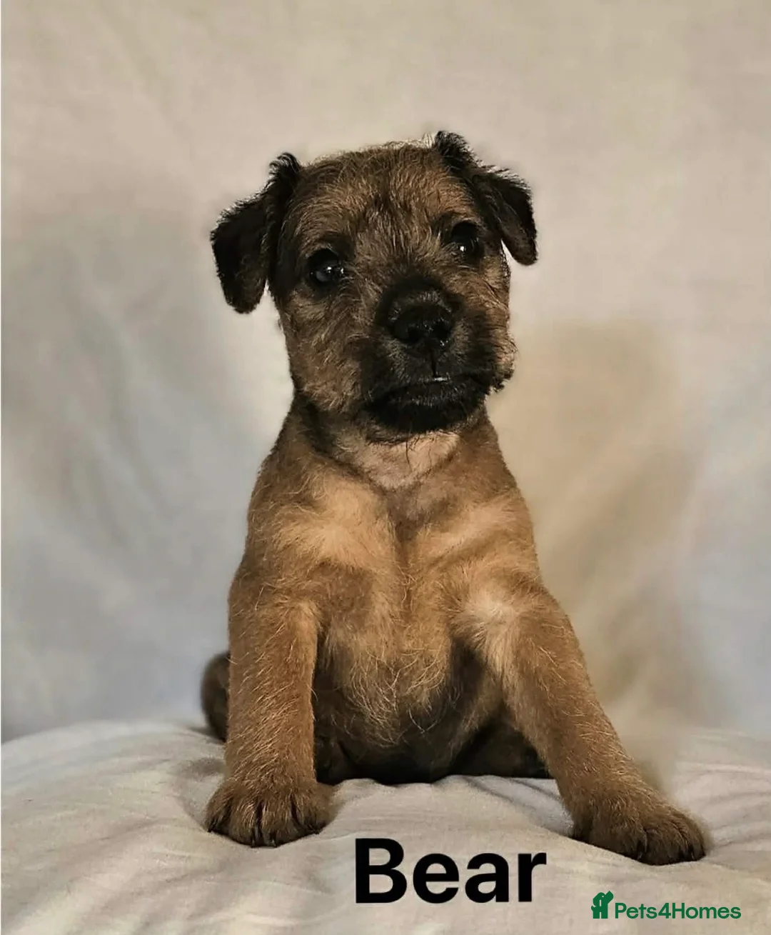 Lakeland Terrier dogs for sale: Lakeland terriers - Advert 1