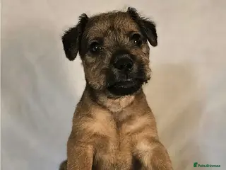 Lakeland Terrier dogs Lakeland terriers - Advert 1