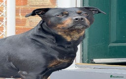 Mixed Breed dogs for sale: Mia Staffy - Image 3