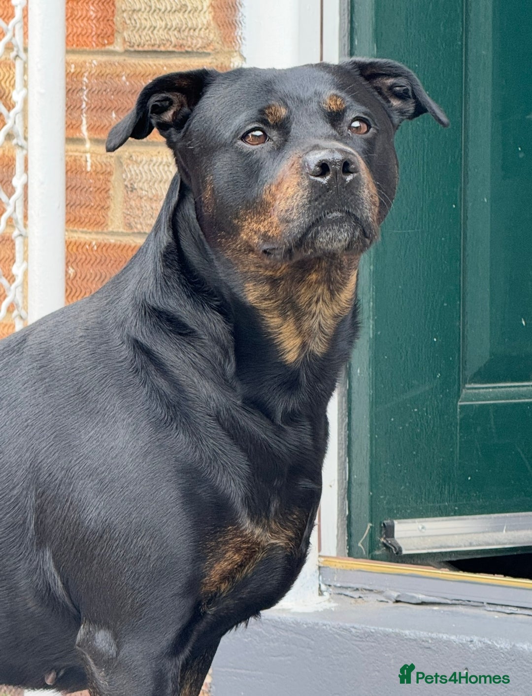 Mixed Breed dogs for sale: Mia Staffy - Image 3