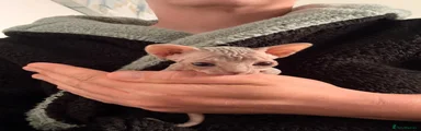 Sphynx 3