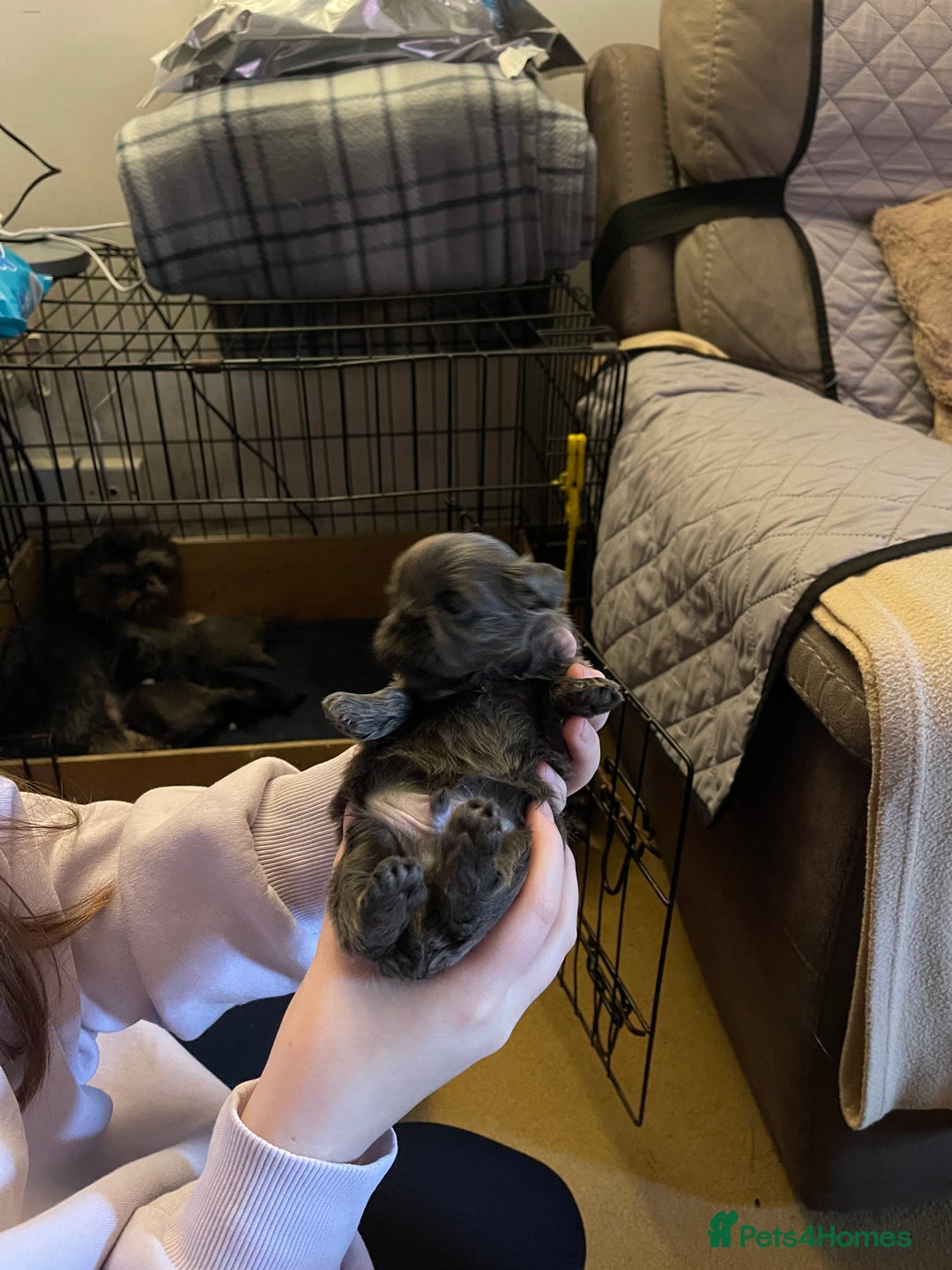 Shih Tzu dogs for sale: imperial karishishi shih tzu - Advert 15