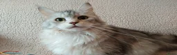 Maine Coon cats for sale: Pure Maine Coons Kittens For Sale - Advert 9