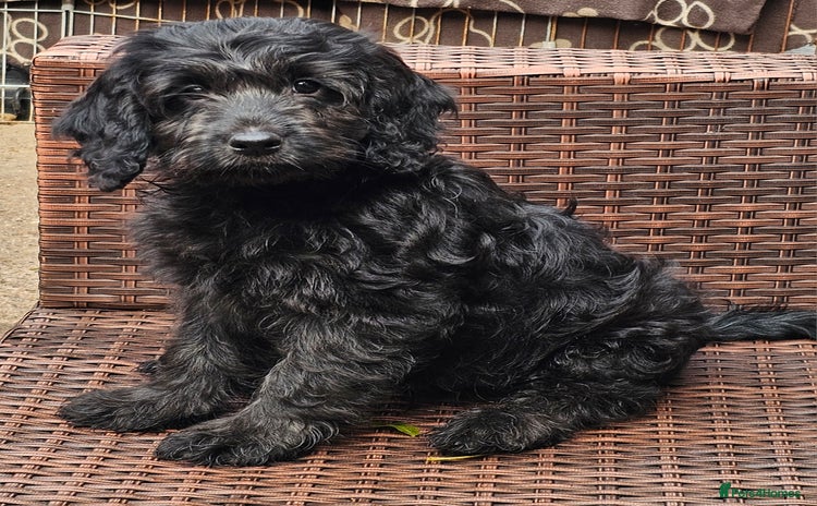 Cockapoo dogs - Advert 11