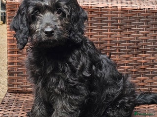 Cockapoo dogs Last Black Male Cockapoo Pup Remaining - Advert 6
