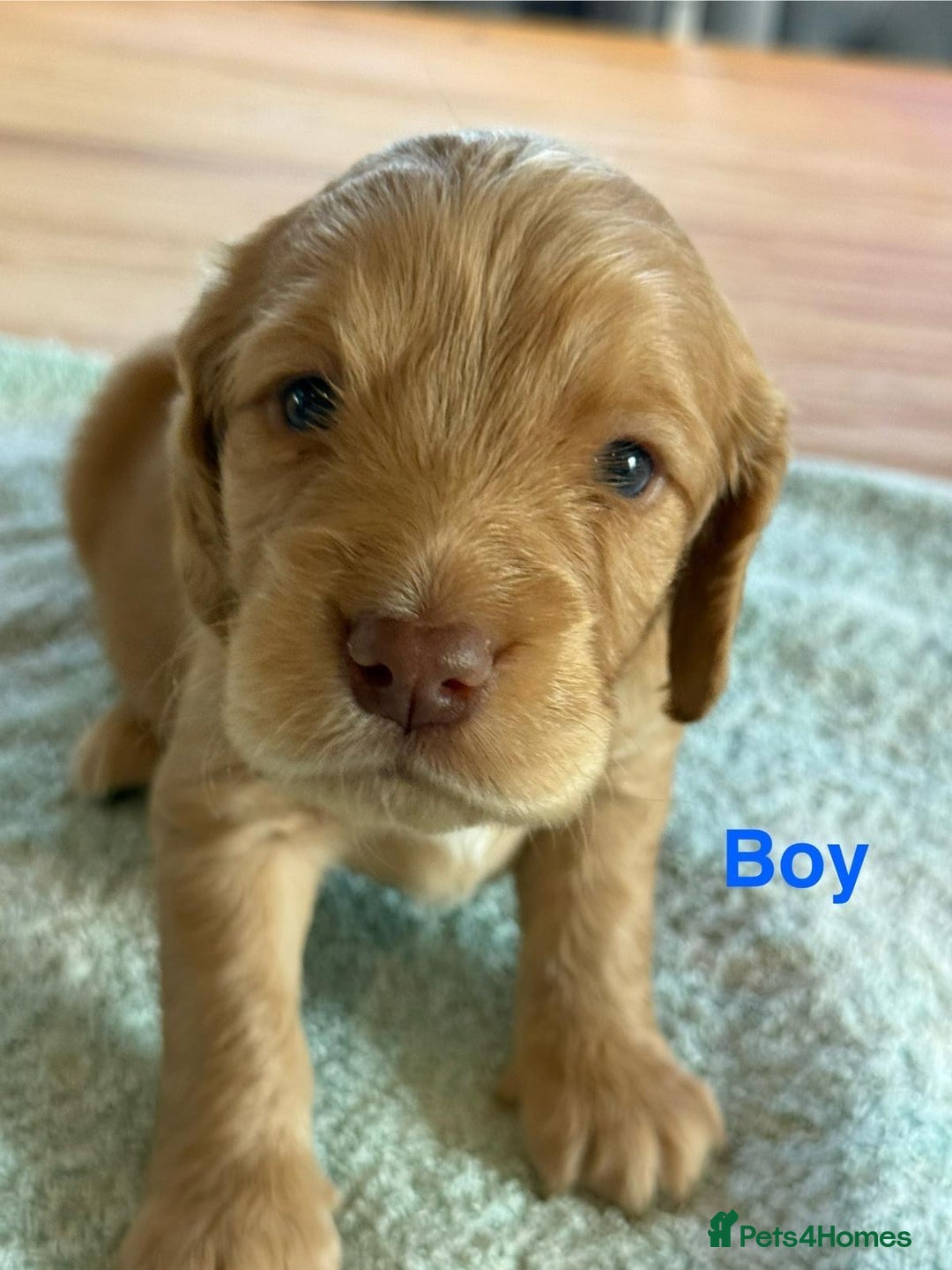 Sprocker dogs for sale: Beautiful, Loveable Spaniels For Sale - Image 2