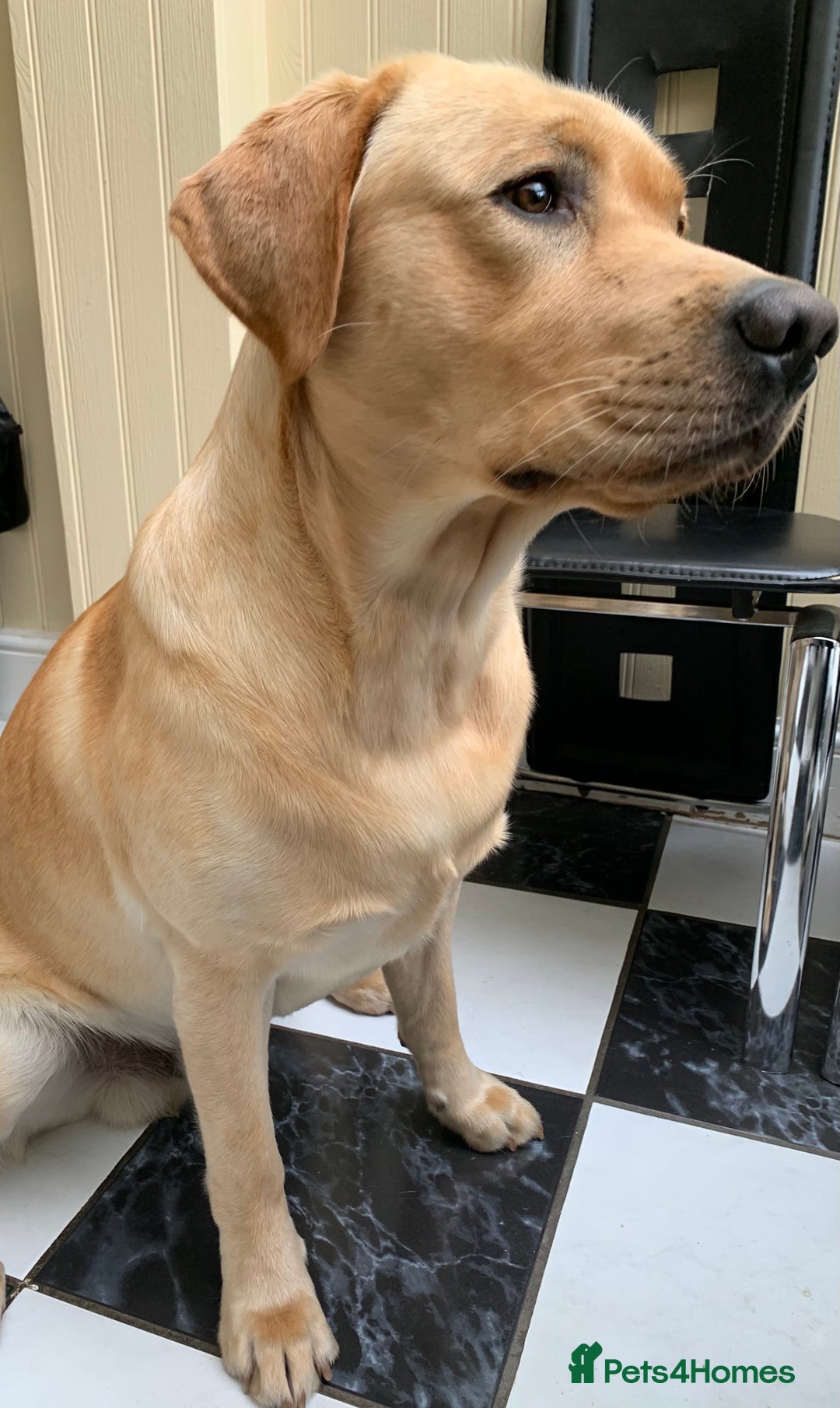 Labrador Retriever dogs for stud: Healthy Labrador for stud - Advert 4