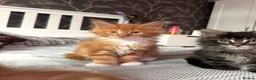 Maine Coon cats for sale: BEAUTIFUL MAINE COON KITTENS LOOKING FOR NEW HOME - Advert 33