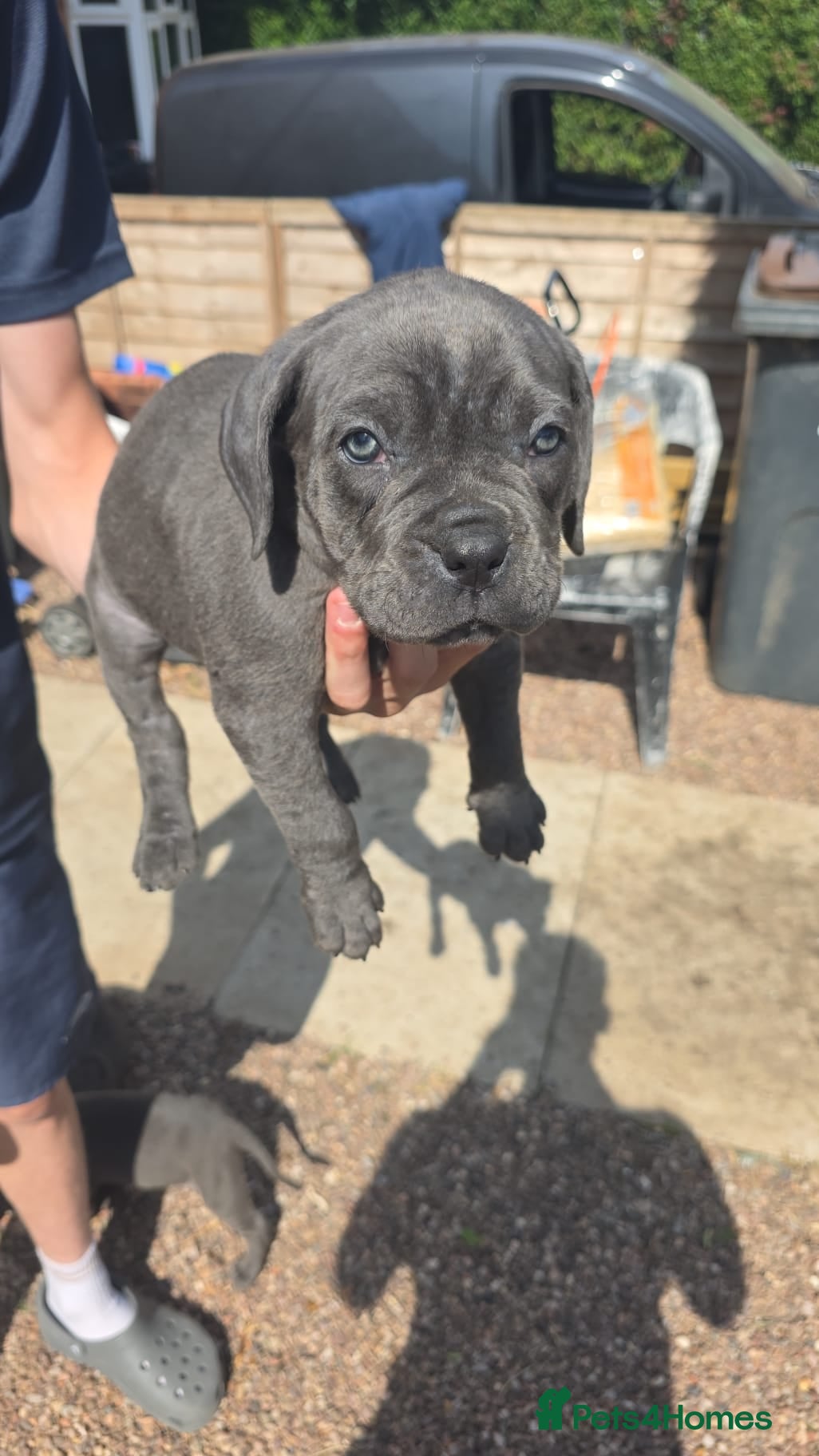 Cane Corso dogs A families best friend 🧡  - Advert 2